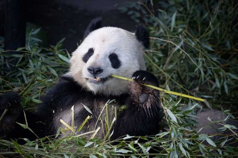 Copenhagen: Copenhagen Zoo Entry Ticket - Panda House: The Most Popular Stop, for Good Reason